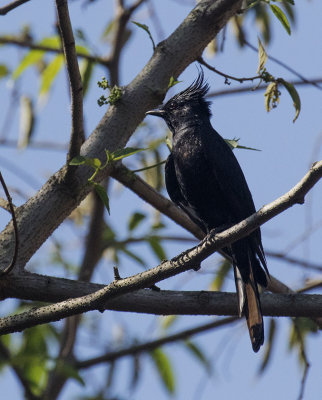 Crested Black-tyrant, open country north of Nova Friburgo