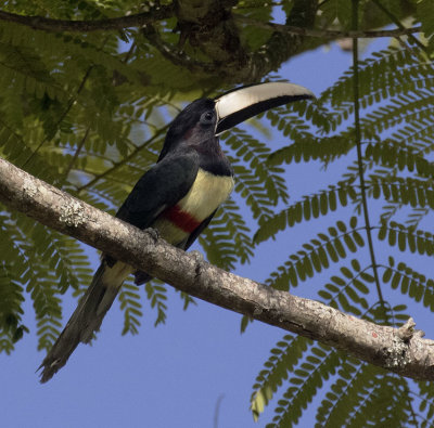 Black-necked Aracari, open country north of Nova Friburgo