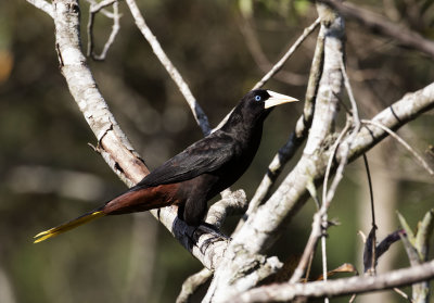 Crested Oropendola, Itororo Lodge deck