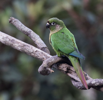 Maroon-bellied Parakeet, Itororo Lodge deck