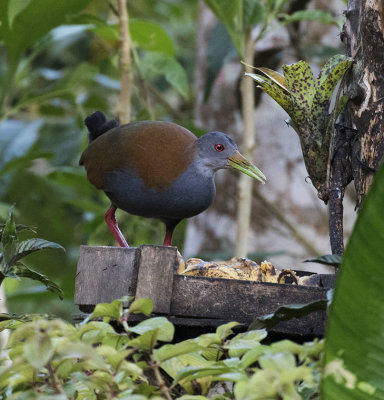 Slaty-breasted Wood-rail, Itororo Lodge deck