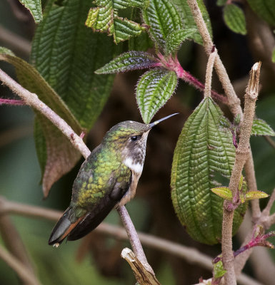 Volcano Hummingbird, female_San Gerado de Dota, CR