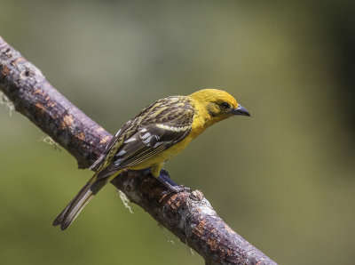 Flame-colored Tanager, female_San Gerado de Dota, CR