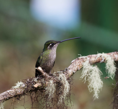 Talamanca Hummingbird, female_San Gerado de Dota, CR