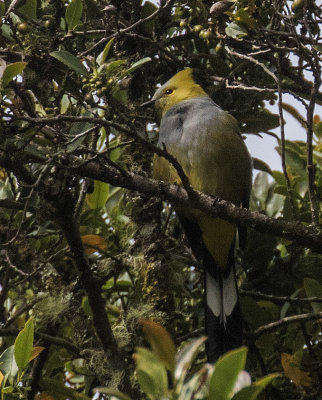 Long-tailed Silky-flycatcher_San Gerado de Dota, CR