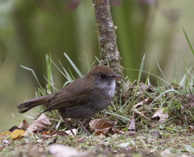 Ruddy-capped Nightingale-Thrush_San Gerado de Dota, CR