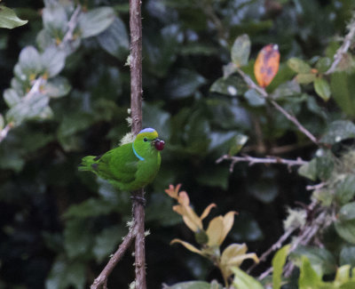 Golden-browed Chlorophonia_San Gerado de Dota, CR