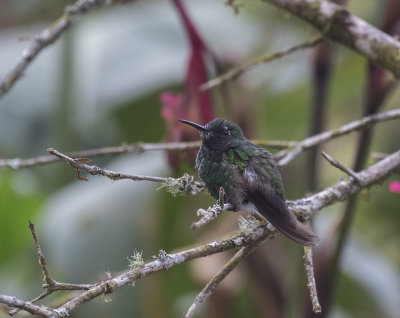 Stripe-tailed Hummingbird_San Gerado de Dota, CR