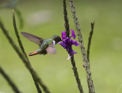 Scintillant Hummingbird, female_Bosque del Tolomuco, CR
