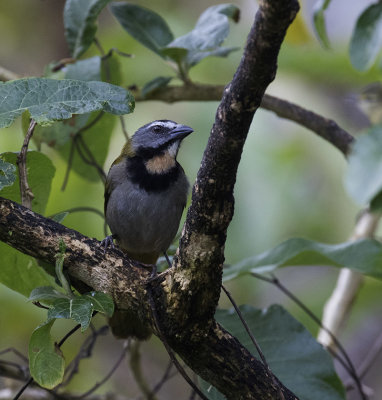 Buff-throated Saltator_Bosque del Tolomuco, CR