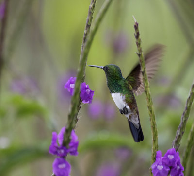 Snowy-bellied Hummingbird_Bosque del Tolomuco, CR