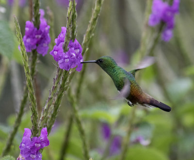 Snowy-bellied Hummingbird_Bosque del Tolomuco, CR