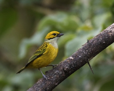 Silver-throated Tanager_Bosque del Tolomuco, CR