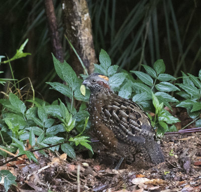 Spotted Wood-Quail_San Gerado de Dota, CR