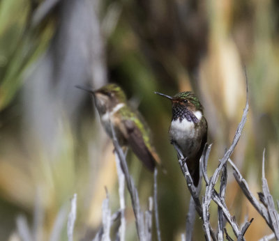 Vocano Hummingbird_Cerro de la Muerte, CR