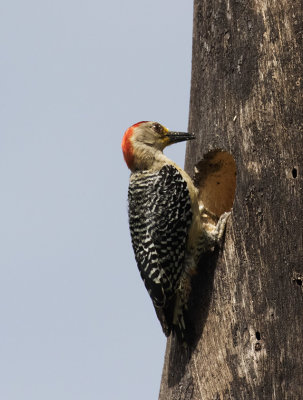 Red-crowned Woodpecker_Sierra Lodge, CR