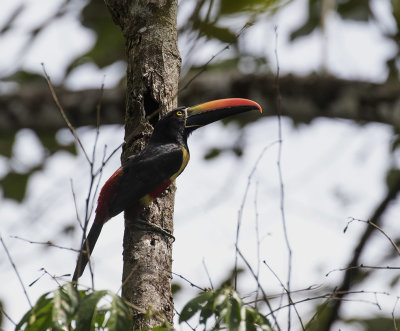 Fiery-billed Aracari_Sierra Lodge, CR