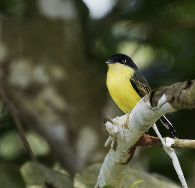 Common Tody-Flycatcher_Sierra Lodge, CR