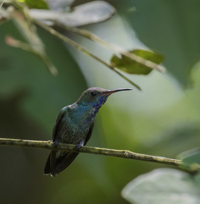 Sapphire-Throated Hummingbird_Sierra Lodge, CR