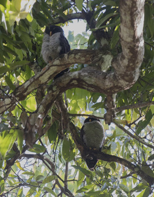 Black-and-white Owl_Villas Lapas Lodge, CR