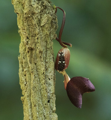 Cattleheart Caterpillar on Pipevine plant_Carara, CR