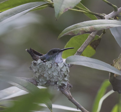 Mangrove Hummingbird_Tarcoles River , CR