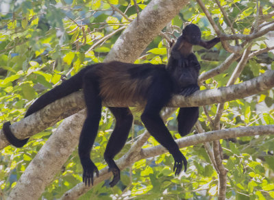 Howler Monkey_Ensenada Lodge, CR