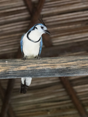 White-throated Magpie-Jay_Ensenada Lodge, CR