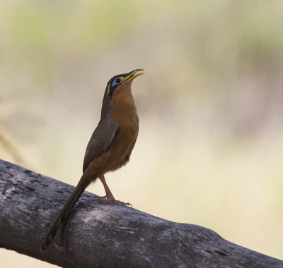 Lesser Ground-Cuckoo_Ensenada Lodge, CR