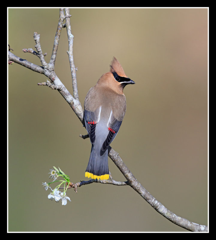 Wax Wing