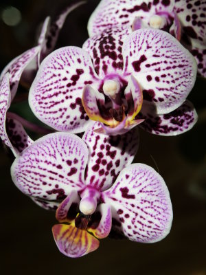 Phalaenopsis Sogo Cranberry