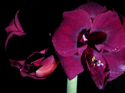 Amaryllis Black Pearl 2019 bloom