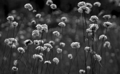 Cotton Grass