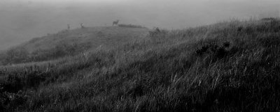 SD Deer Herd Final.tif