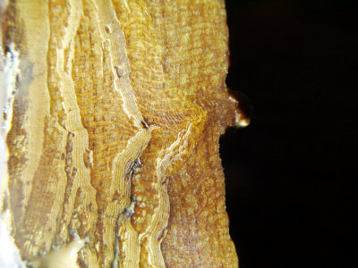 Elata 5.JPG