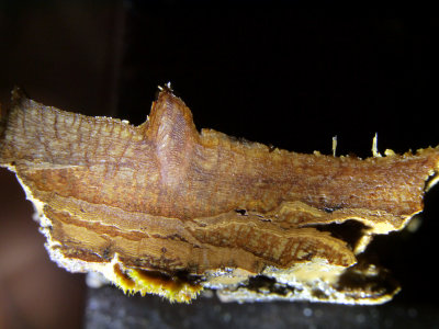 Elata 8.JPG