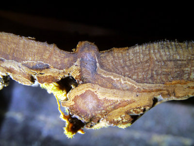 Elata 9.JPG