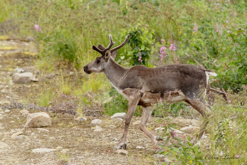 Caribou des bois_0582 - Woodland caribou