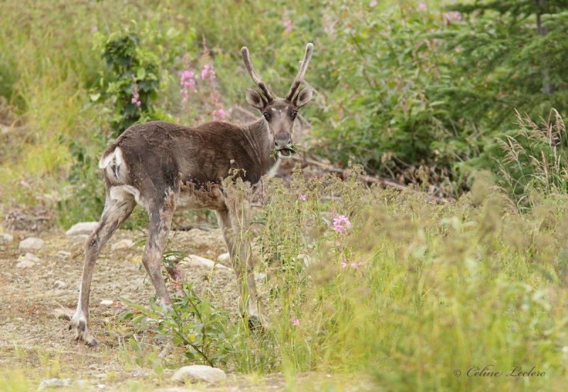Caribou des bois_0573 - Woodland caribou