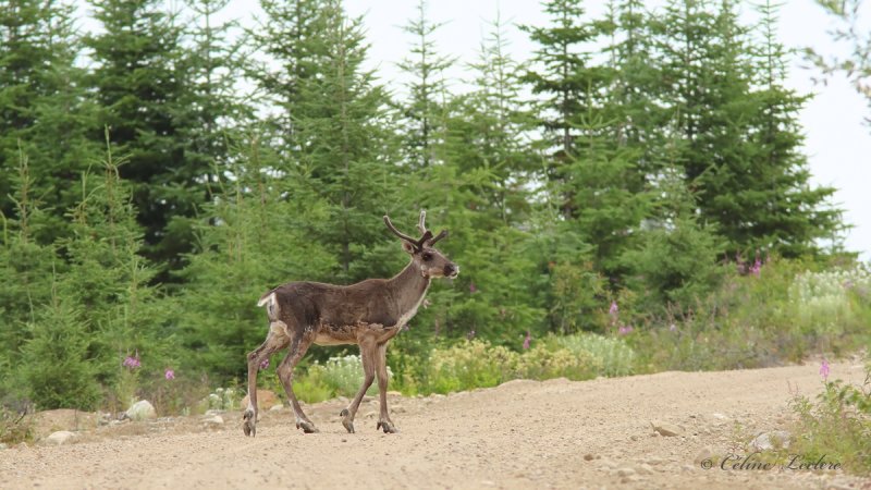 Caribou des bois_0560 - Woodland caribou