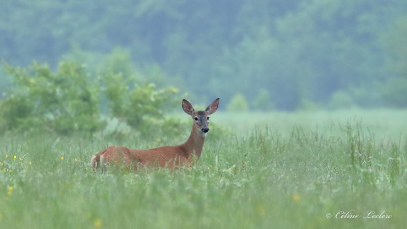 Cerf de Virginie_Y3A4006 - White-tailed Deer 