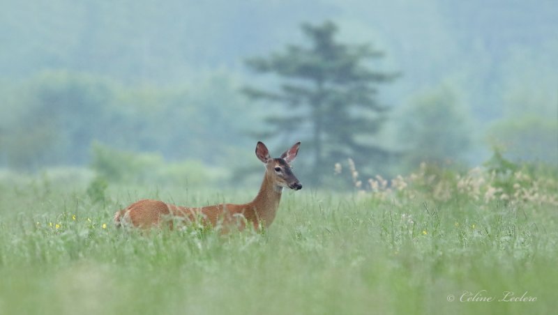 Cerf de Virginie_Y3A4015 - White-tailed Deer 
