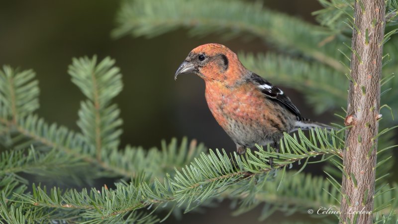 Bec crois bifasci_Y3A9704 - White-winged Crossbill