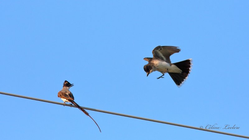 Tyran des savanes et Tyran tritri_5328 - Fork-Tailed Flycatcher & Eastern Kingbird 