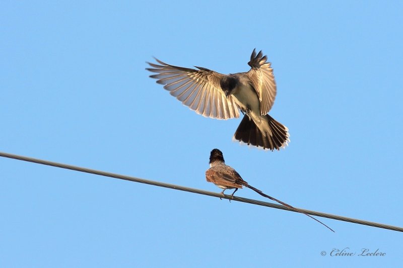 Tyran des savanes et Tyran tritri_5346 - Fork-Tailed Flycatcher & Eastern Kingbird 