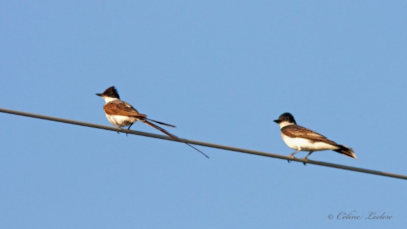 Tyran des savanes et Tyran tritri_5336 - Fork-Tailed Flycatcher & Eastern Kingbird