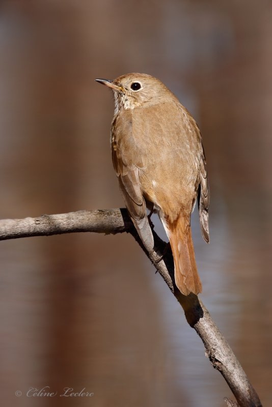 Grive solitaire_Y3A0484 - Hermit Thrush