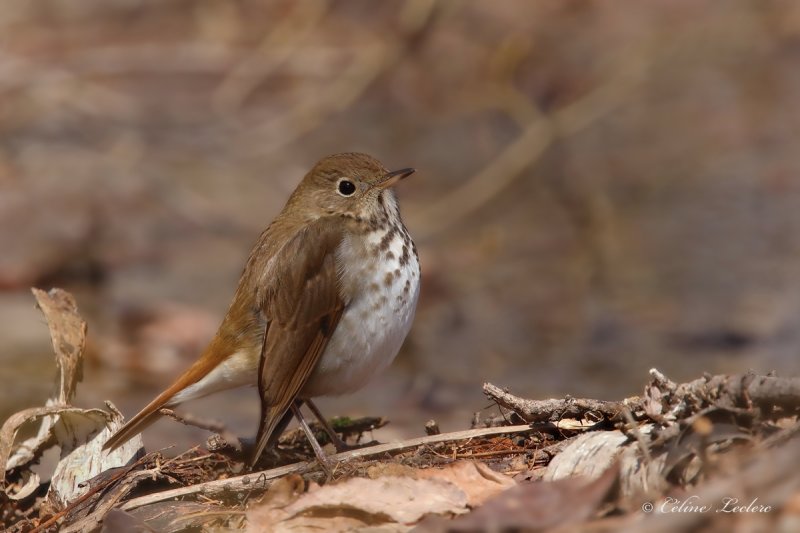 Grive solitaire_Y3A0565 - Hermit Thrush