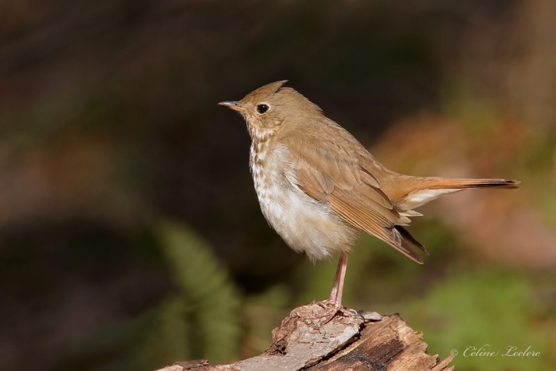Grive solitaire_Y3A1478 - Hermit Thrush
