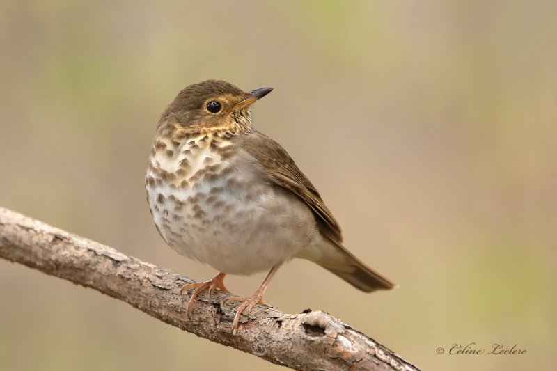 Grive  dos olive_Y3A1786 - Swainson's Thrush